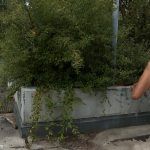 Public Disgrace Jacqueline Black Lady, Princess Donna Dolore, Tommy Pistol